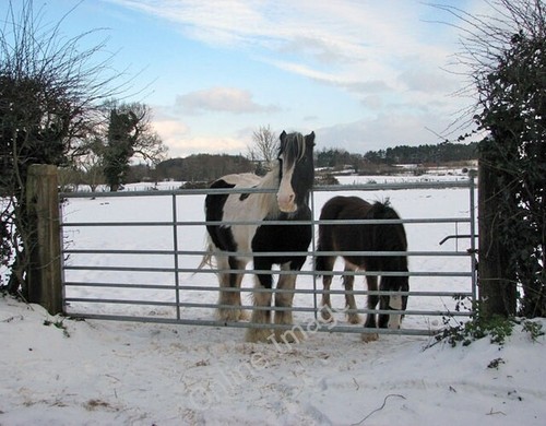 Photo 6x4 gypsy cob mare - 6x4,