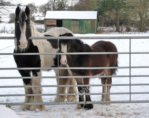 Photo 6x4 gypsy cobs caistor - cobs,