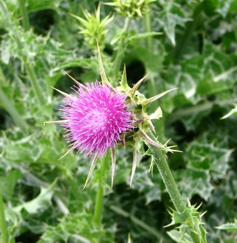 Photo 6x4 milk thistle - 6x4,