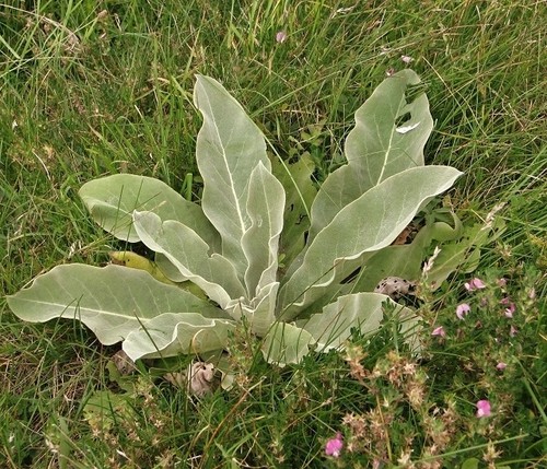 Photo 6x4 basal leaf - basal, rosette